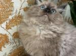 Bear - Ragdoll Kitten For Sale - CA, US