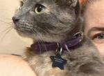 Emma - Domestic Cat For Adoption - Eden, WI, US