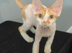 Devon Rex kittens - Devon Rex Kitten For Sale - Bloomington, IL, US