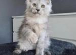 Princess - Maine Coon Kitten For Sale - 