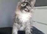 Penelope - Maine Coon Kitten For Sale - 