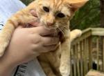 Ginger and Honey - Domestic Kitten For Adoption - Cartersville, GA, US