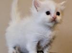 Beau - Minuet Kitten For Sale - 