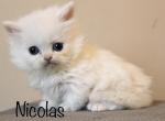 Nicolas - Minuet Kitten For Sale - Capon Bridge, WV, US