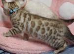 Romina - Bengal Kitten For Sale - Boston, MA, US