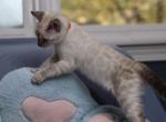 Suko - Bengal Kitten For Sale - 