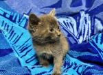 Russian Blue Kitten - Russian Blue Kitten For Sale - Chicopee, MA, US