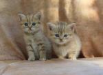 Dominant Blue and or Odd Eyed English Muffin - Munchkin Kitten For Sale - Winnemucca, NV, US