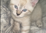 Scar Sweetie phoenix - Siamese Kitten For Sale - Newark, NJ, US