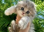 grey Scottish Fold girl - Scottish Fold Kitten For Sale - 