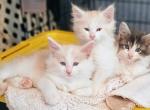 Polys and Classic - Maine Coon Kitten For Sale - 