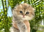 Scottish Fold girl - Scottish Fold Kitten For Sale - 