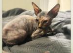 Dottie - Sphynx Kitten For Sale - 