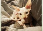 Red - Sphynx Kitten For Sale - 