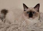 Navy Girl Ragdolls TICA - Ragdoll Kitten For Sale - Murrieta, CA, US