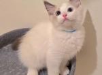 Blue Boy Ragdolls TICA - Ragdoll Kitten For Sale - Murrieta, CA, US