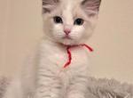 Red Girl Ragdolls TICA - Ragdoll Kitten For Sale - Murrieta, CA, US