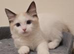 Purple Boy Ragdolls TICA - Ragdoll Kitten For Sale - 