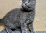 archie - Scottish Straight Kitten For Sale - Arvada, CO, US