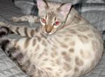 Princess Diana aka Wednesday - Bengal Cat For Sale - 