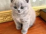 ROYAL BRITISH SHORTHAIR KITTENS FOR SALE BOY - British Shorthair Kitten For Sale - CT, US