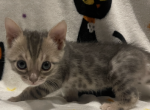 Bluebell - Bengal Kitten For Sale - Moriches, NY, US