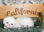 Persian Kittens for the Holiday Season - Persian Kitten For Sale - CA, US