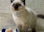 Scottish Straight shorthair kitten name Sonya - Scottish Straight Kitten For Sale - Oakland, CA, US