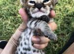 Rose and Alheri elite litter - Savannah Kitten For Sale - Los Angeles, CA, US