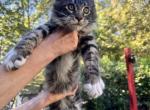 Holcomb Babies - Maine Coon Kitten For Sale - Toccoa, GA, US