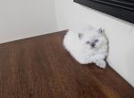 Ghost - Ragdoll Kitten For Sale - Garland, TX, US