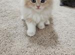 Bagel - Ragdoll Kitten For Sale - 