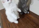 Angel - Ragdoll Kitten For Sale - 