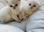 Blue - Scottish Fold Kitten For Sale - Chicago, IL, US