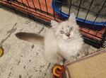 Max - Ragdoll Kitten For Sale - 