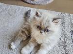 Marble - Himalayan Kitten For Sale - 