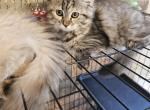 Mika - Ragdoll Kitten For Sale - 