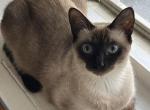 Paris - Siamese Cat For Sale/Retired Breeding - Wilmington, OH, US