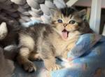 Peanut's Golden - Scottish Fold Kitten For Sale - 