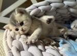 Peanut's Straight - Scottish Fold Kitten For Sale - 