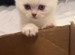 Junior - Scottish Straight Kitten For Sale - Houston, TX, US