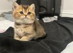 Pumpkin - Scottish Straight Kitten For Sale - 