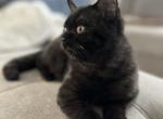 British Shorthair black female - British Shorthair Kitten For Sale - 