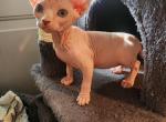 Sandy - Bambino Kitten For Sale - 