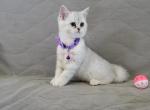 Laska1 - Scottish Straight Cat For Sale/Retired Breeding - Gulf Breeze, FL, US