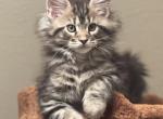 Mila x Banner - Maine Coon Kitten For Sale - Janesville, WI, US