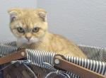 Vaselina - Scottish Fold Kitten For Sale - 