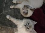 Bubby mitted blue lynx - Ragdoll Kitten For Sale - Winchester, VA, US