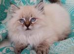 Sandy - Siberian Kitten For Sale - 