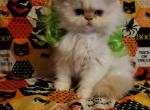 Himalayan kittens ready to go now - Himalayan Kitten For Sale - Fort Loudon, PA, US